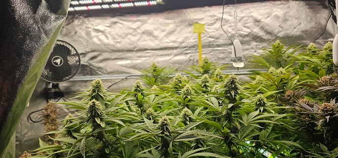 Growreport Bild 32
