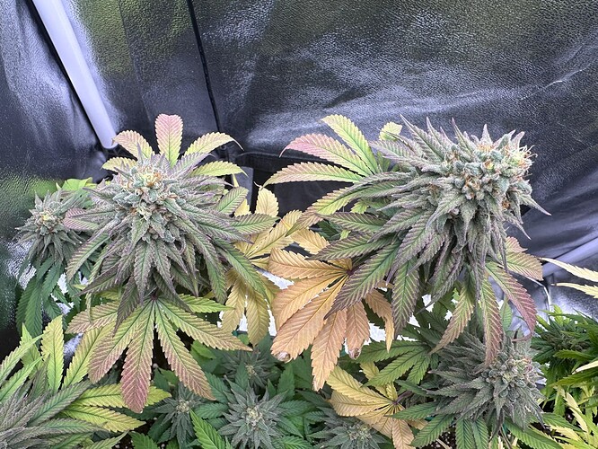 Growreport Bild 13