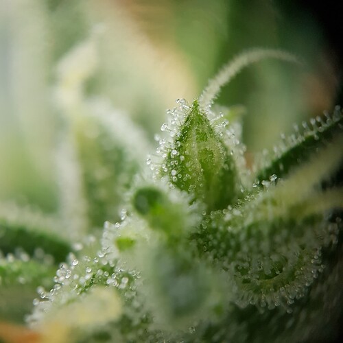 Growreport Bild 11