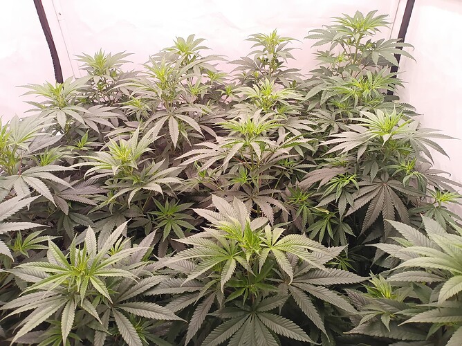 Growreport Bild 17