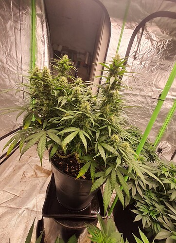 Growreport Bild 3