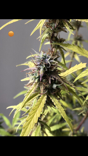 Growreport Bild 17