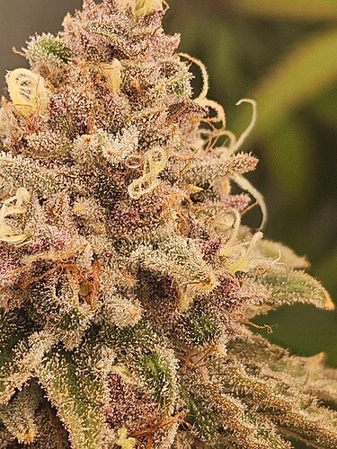 Growreport Bild 6
