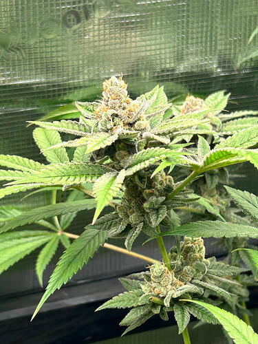 Growreport Bild 21