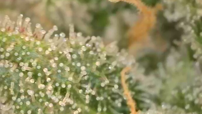 Growreport Bild 21