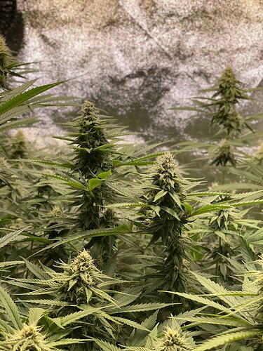 Growreport Bild 5