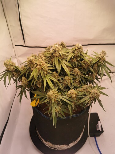 Growreport Bild 1