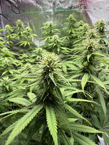 Growreport Bild 29