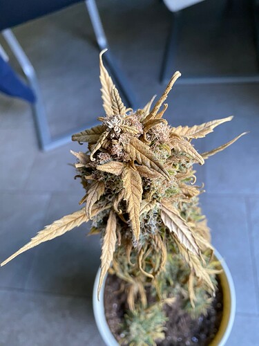 Growreport Bild 2