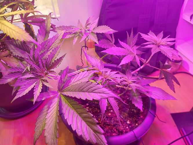 WhatsApp Image 2024-07-24 at 17.14.29