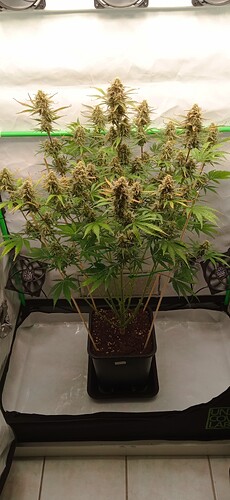 Growreport Bild 13