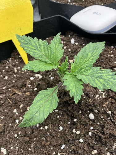 Growreport Bild 7