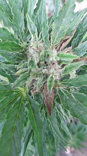 Growreport Bild 62