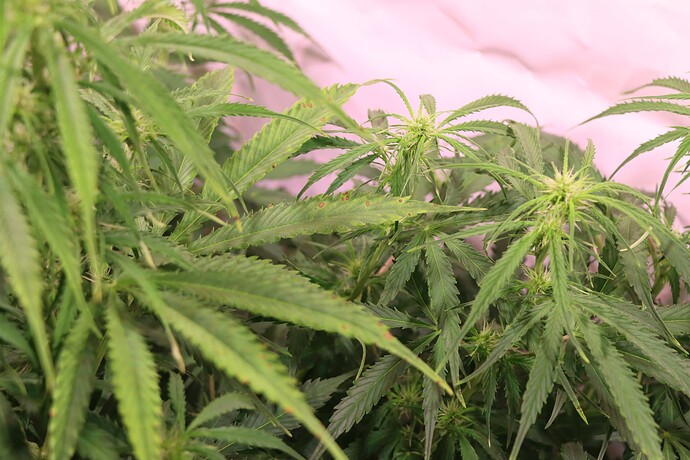 Growreport Bild 2