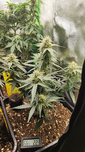 Growreport Bild 2