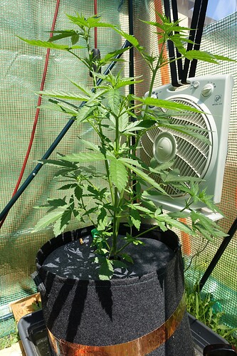 Growreport Bild 5