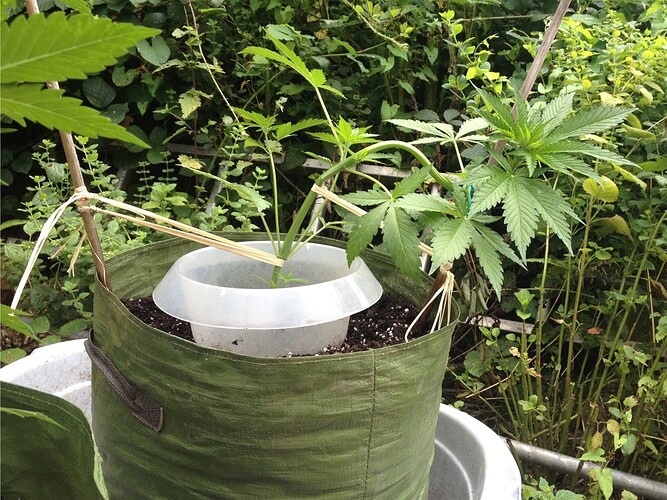 Growreport Bild 9