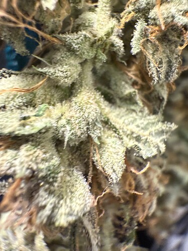 Growreport Bild 3