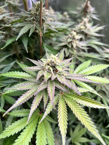 Nahaufnahme einer blühenden Cannabis-Pflanze mit violetten Blättern und Trichomen.