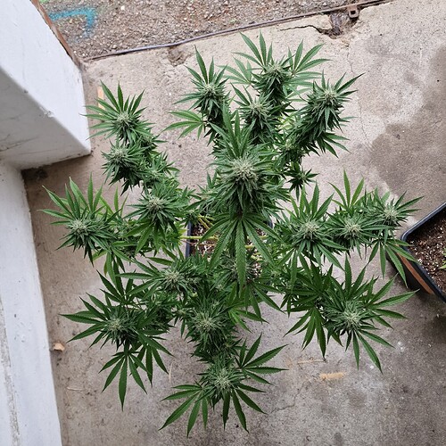 Growreport Bild 27