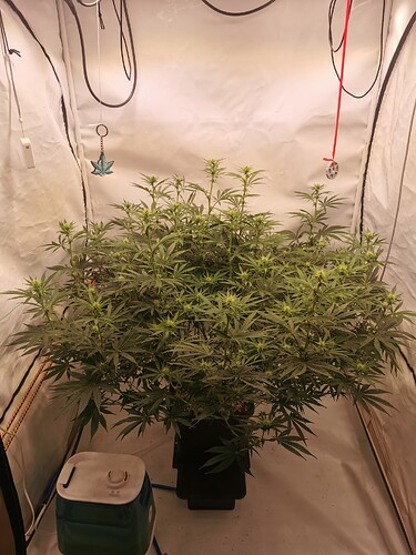 Growreport Bild 1