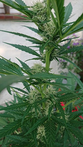 Growreport Bild 12