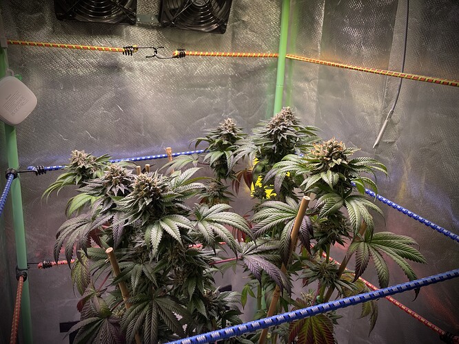 Growreport Bild 7