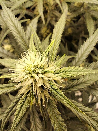 Growreport Bild 6