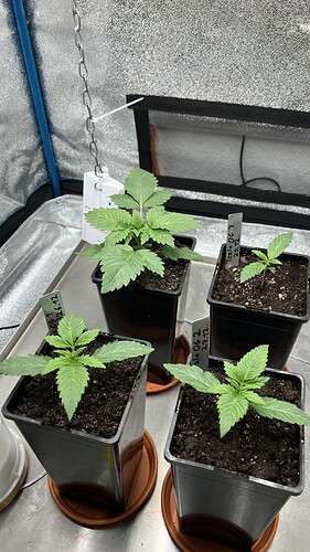 Growreport Bild 1
