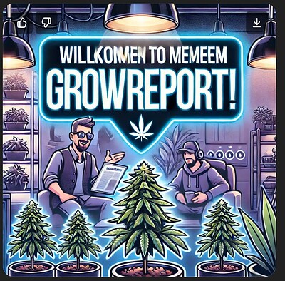 Grow Nummer 2: Mimosa X Orange Punch + Blueberry OG