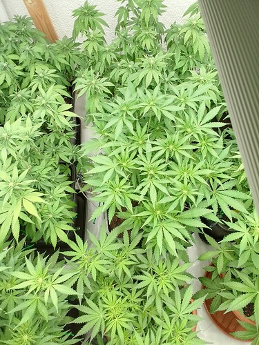 Growreport Bild 6
