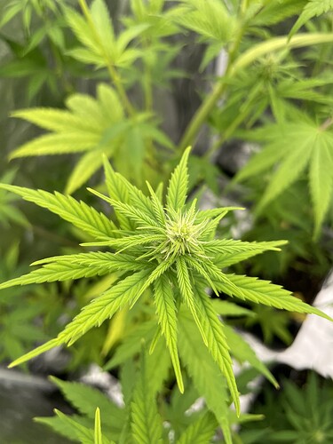 Growreport Bild 4
