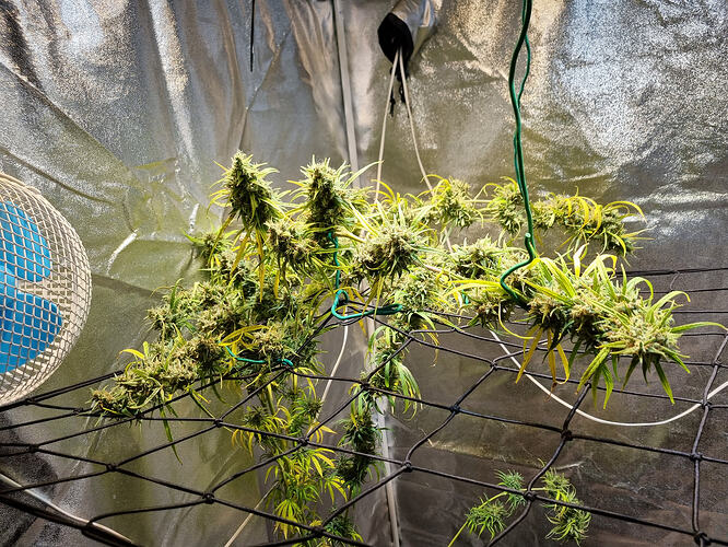Cannabispflanze in der Blütephase, die an einem Netz gestützt wird, mit einem Ventilator im Hintergrund.