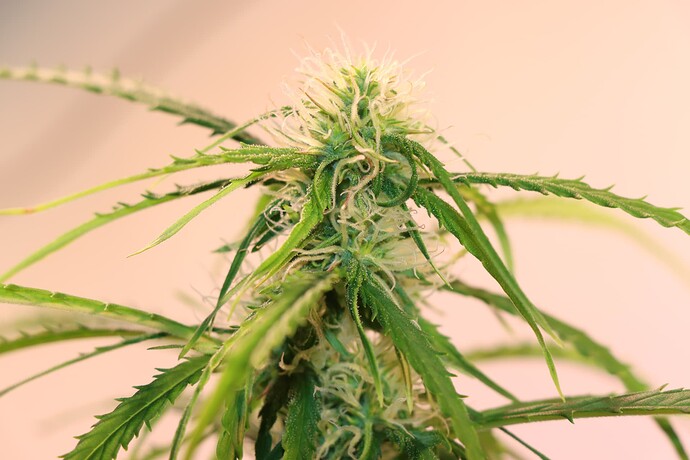 Growreport Bild 15