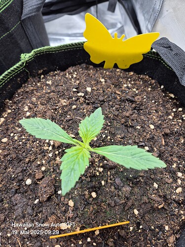 Growreport Bild 7