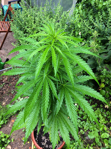 Grow26_0702_19