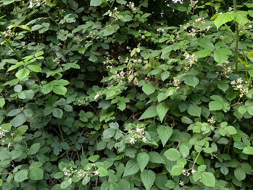 PXL_20250609_170729780