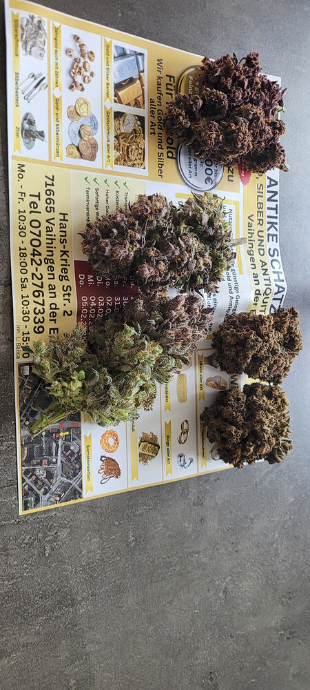 2ter indoor Grow: Zelt 60x90x180. 1x Frostbanger auto, 1x Strawberry Gorilla auto, 1x Lemon cherry cookie auto, alle von Fastbuds