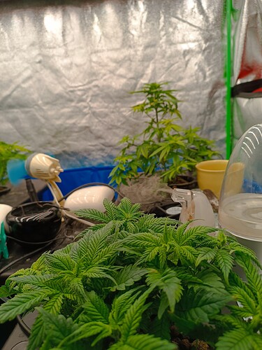 Growreport Bild 5