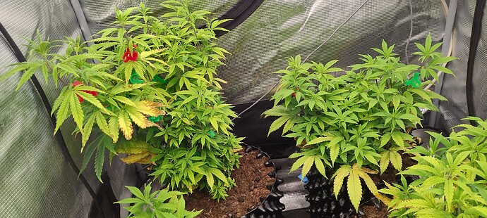 IMG_20251031_210626361_HDR