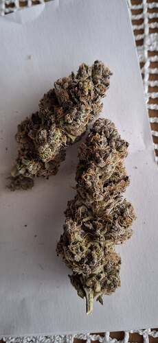 Growreport Bild 3