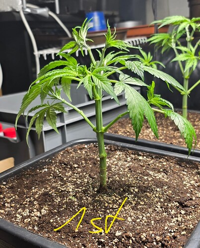 Growreport Bild 11