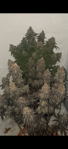 Growreport Bild 27