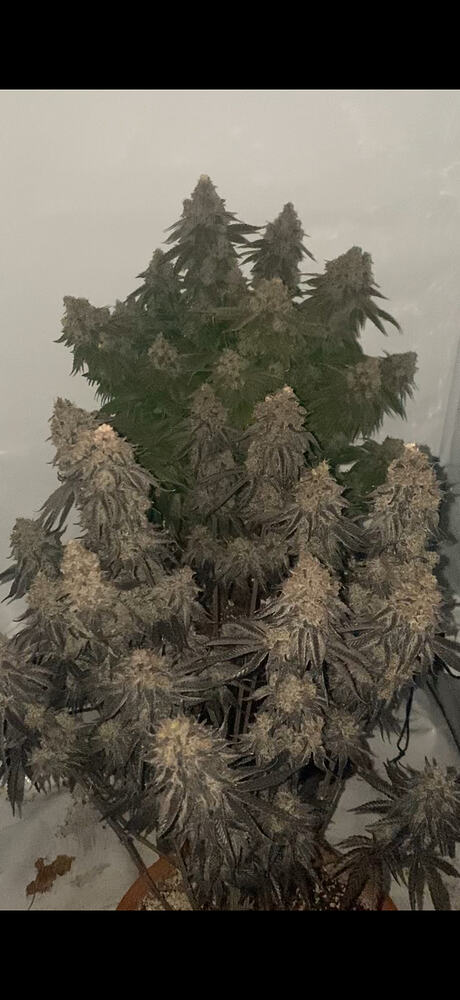 Ultra Mega Krasser Super Grow RELOADED auf 80x80 // 150 Watt // + 75 Watt // Jealousy fem. + Gorilla Cookie fem. // in 18 + 20 Liter