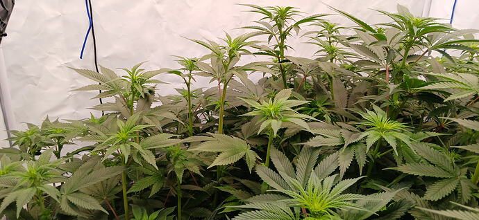 Growreport Bild 9