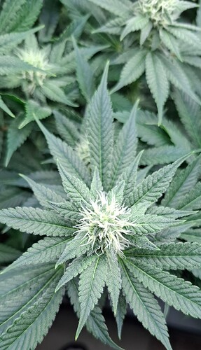 Growreport Bild 8