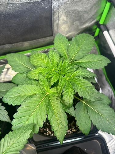 Growreport Bild 16