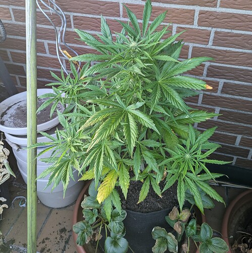 PXL_20240630_180904008