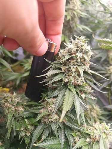 Growreport Bild 13