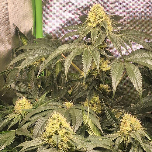 Growreport Bild 2